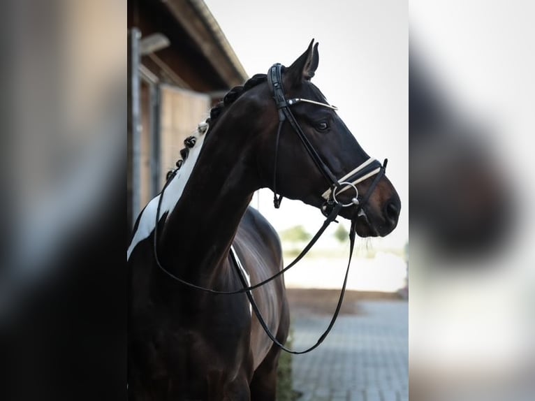 Trakehner Ruin 6 Jaar 172 cm Gevlekt-paard in Mintraching