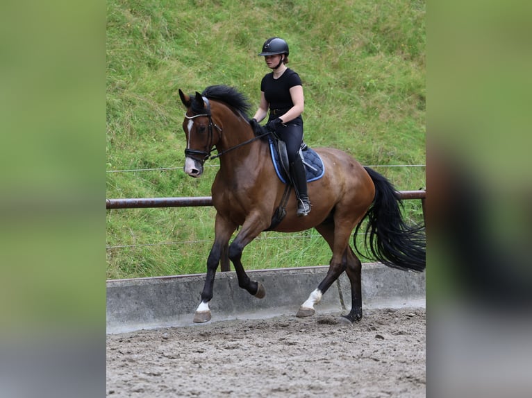 Trakehner Ruin 6 Jaar 173 cm Donkerbruin in Emmerthal