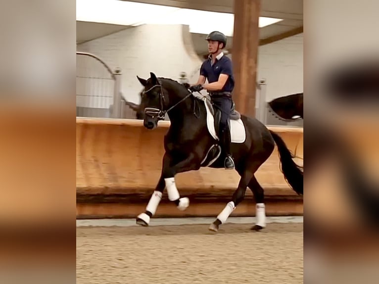 Trakehner Ruin 6 Jaar 173 cm Zwart in Helsinki