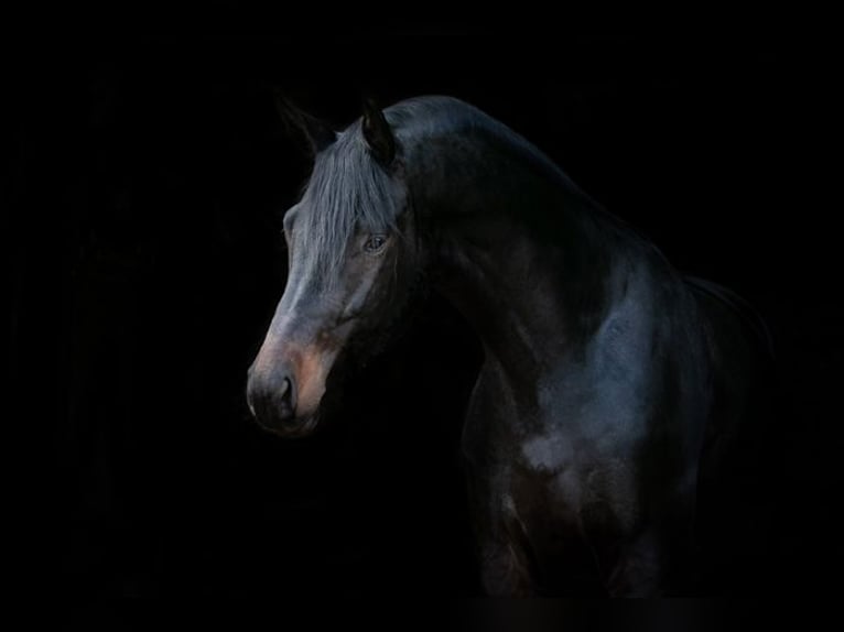 Trakehner Ruin 6 Jaar 174 cm Zwartbruin in Emmerthal