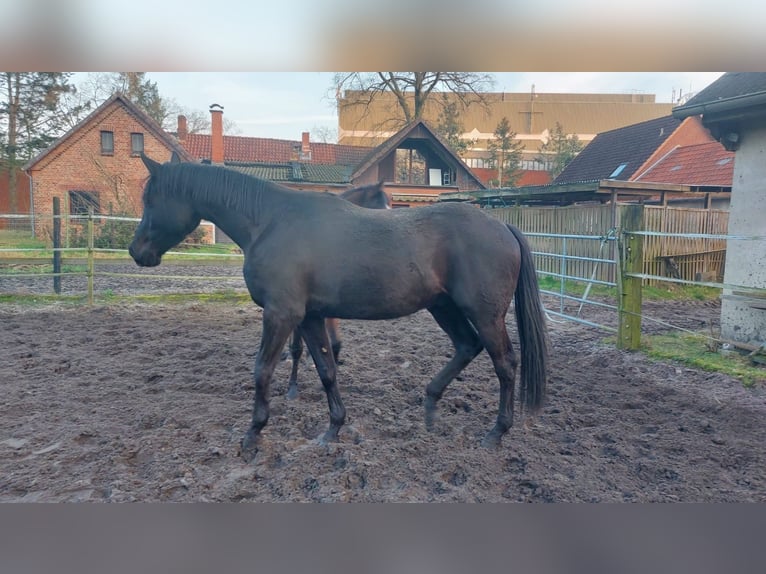 Trakehner Ruin 6 Jaar 175 cm Zwart in Celle