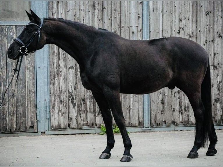 Trakehner Ruin 7 Jaar 160 cm Zwart in Niddatal