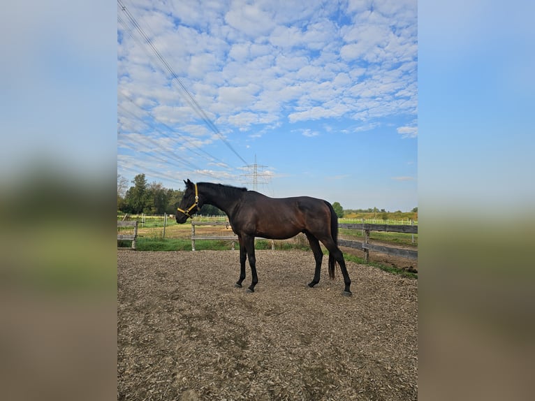 Trakehner Ruin 7 Jaar 163 cm  in Ottenhofen