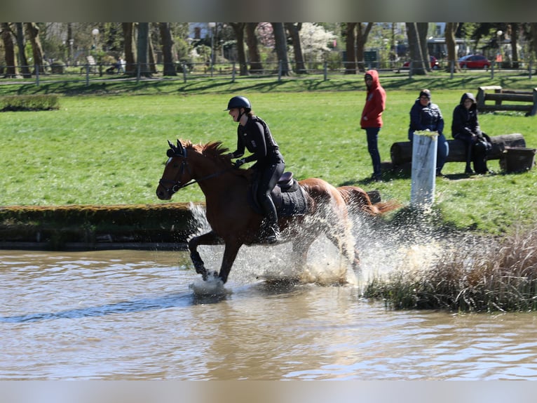 Trakehner Ruin 7 Jaar 163 cm Vos in Messerich