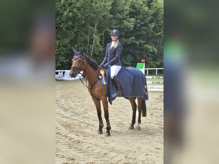 Trakehner Ruin 7 Jaar 168 cm Bruin in Hofheim am Taunus