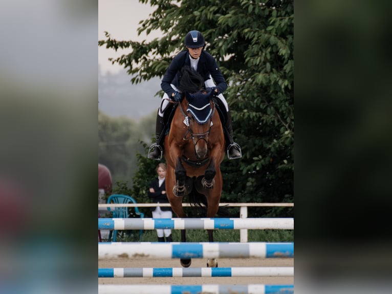 Trakehner Ruin 7 Jaar 168 cm Bruin in Hofheim am Taunus