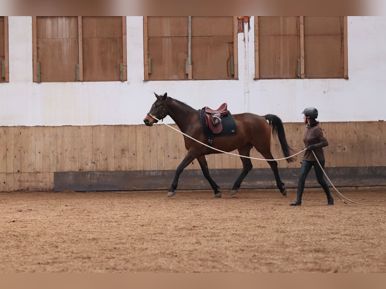 Trakehner Ruin 7 Jaar 168 cm Donkerbruin in Rheinfelden