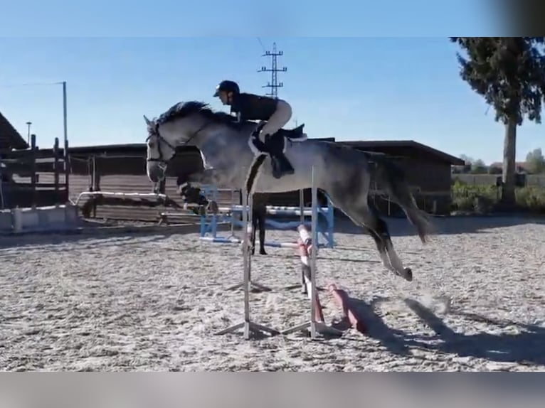 Trakehner Ruin 7 Jaar 168 cm Schimmel in Prague