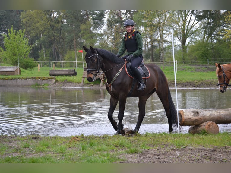 Trakehner Ruin 7 Jaar 172 cm Donkerbruin in Lüneburg