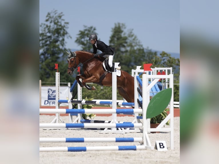 Trakehner Ruin 7 Jaar 175 cm Vos in Kallham