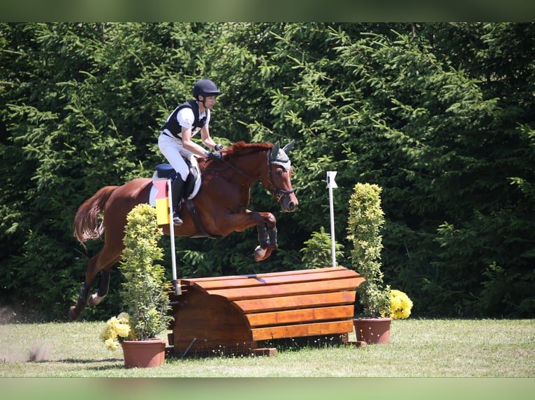 Trakehner Ruin 7 Jaar 175 cm Vos in Kallham