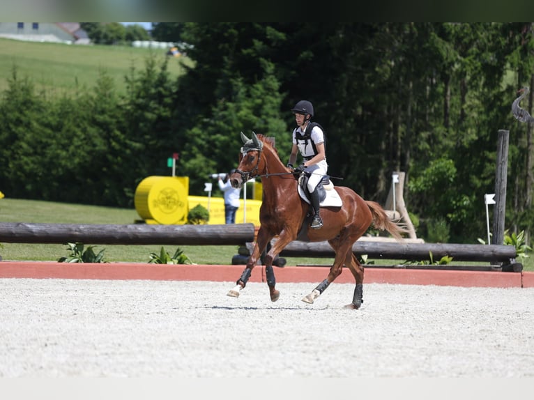 Trakehner Ruin 7 Jaar 175 cm Vos in Kallham