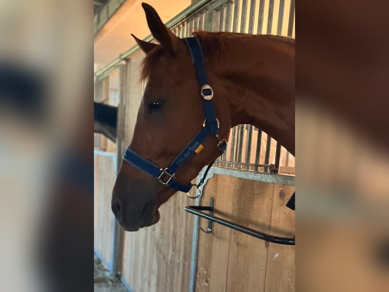 Trakehner Ruin 7 Jaar 175 cm Vos in Kallham