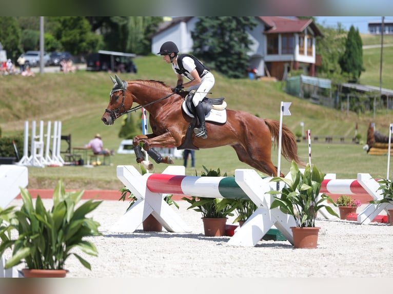 Trakehner Ruin 7 Jaar 175 cm Vos in Kallham