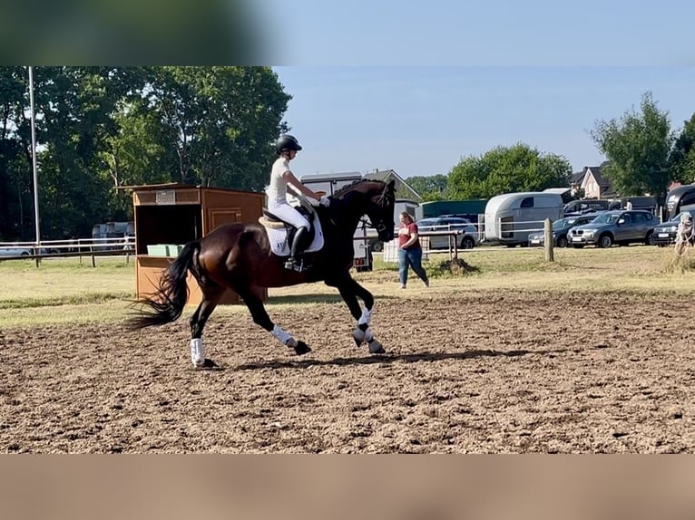 Trakehner Ruin 7 Jaar 178 cm Bruin in Freren