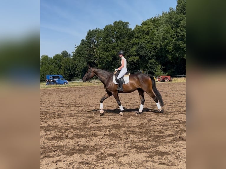 Trakehner Ruin 7 Jaar 178 cm Bruin in Freren