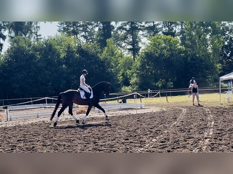 Trakehner Ruin 7 Jaar 178 cm Bruin in Freren