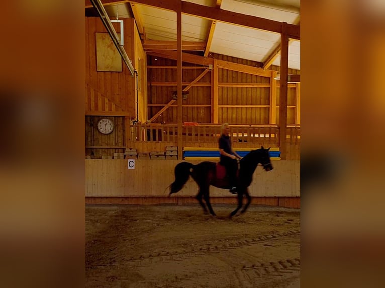 Trakehner Ruin 8 Jaar 164 cm Donkerbruin in Pappenheim