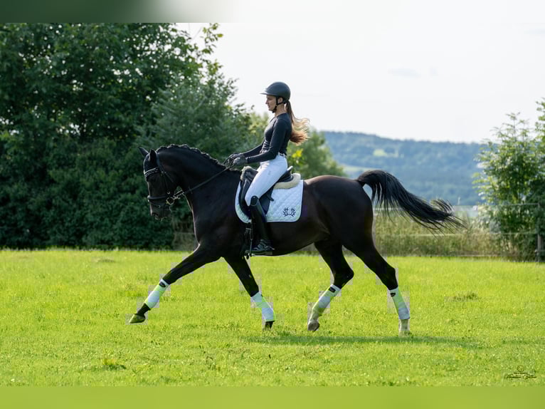 Trakehner Ruin 8 Jaar 165 cm Donkerbruin in Goldkronach