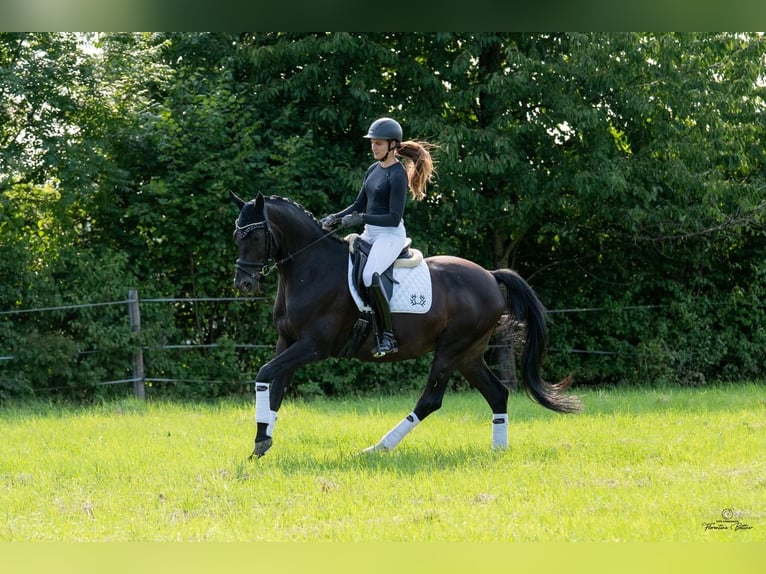 Trakehner Ruin 8 Jaar 165 cm Donkerbruin in Goldkronach