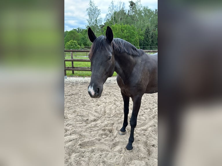 Trakehner Ruin 8 Jaar 167 cm Zwart in Berlin