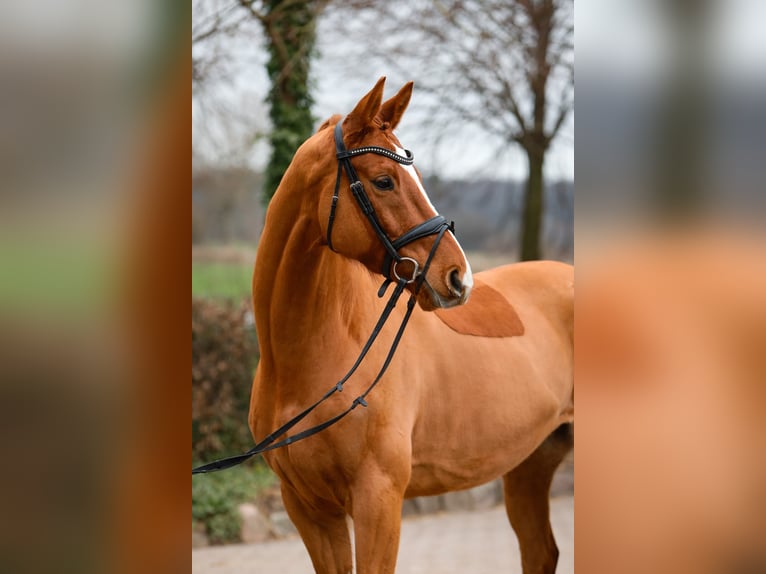 Trakehner Ruin 8 Jaar 168 cm Vos in Rügge