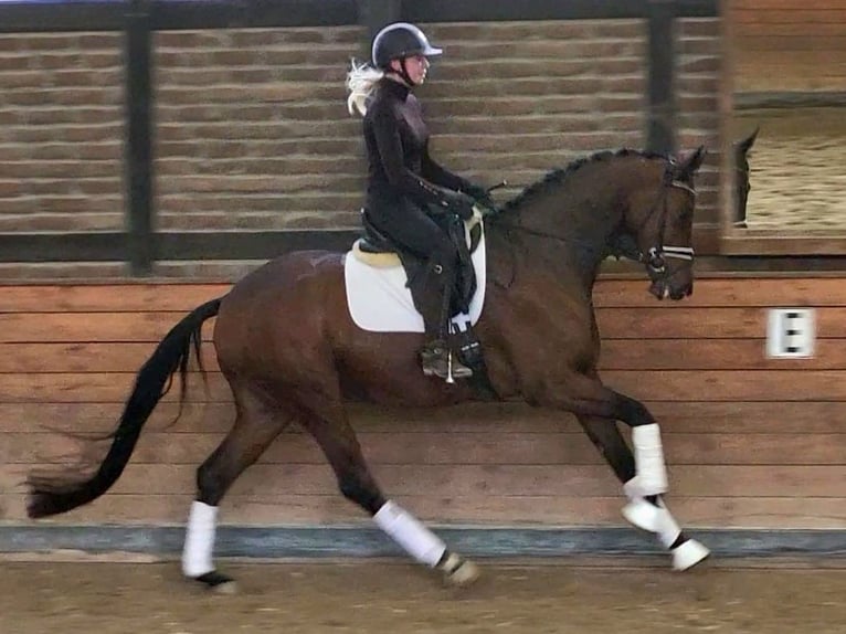 Trakehner Ruin 8 Jaar 172 cm Bruin in Heidesheim am Rhein