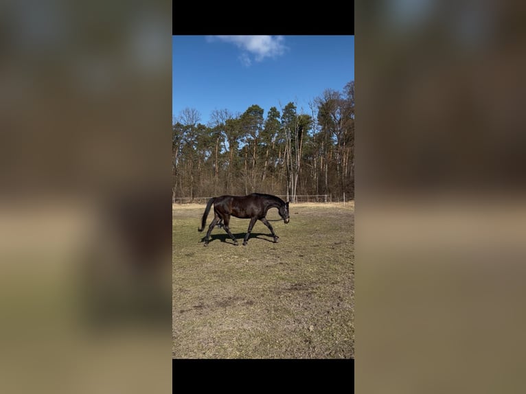 Trakehner Ruin 8 Jaar 180 cm Donkerbruin in Zühlsdorf