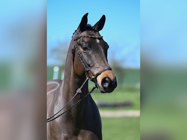 Trakehner Ruin 9 Jaar 164 cm Bruin in Gomadingen