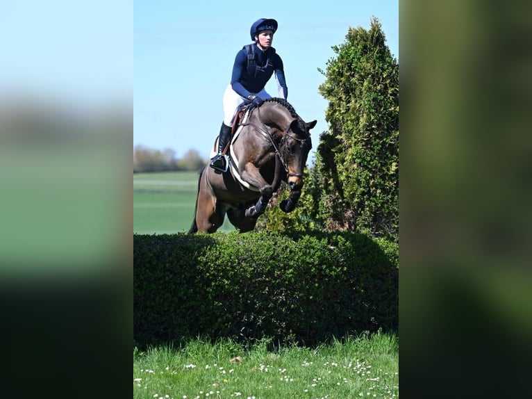 Trakehner Ruin 9 Jaar 164 cm Bruin in Gomadingen