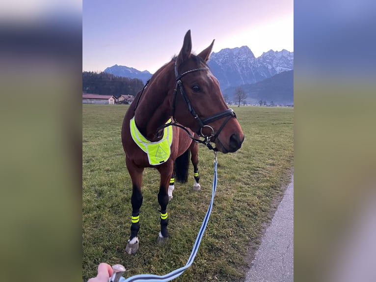 Trakehner Ruin 9 Jaar 165 cm Bruin in Kuchl