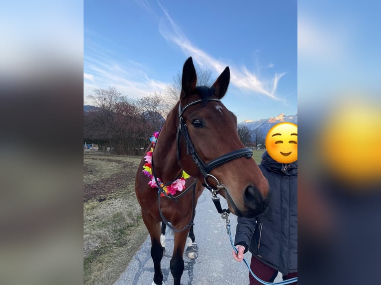 Trakehner Ruin 9 Jaar 165 cm Bruin in Kuchl