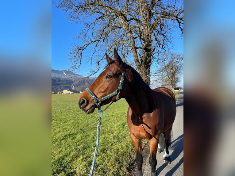 Trakehner Ruin 9 Jaar 165 cm Bruin in Kuchl