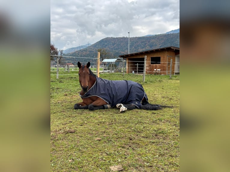 Trakehner Ruin 9 Jaar 165 cm Bruin in Kuchl