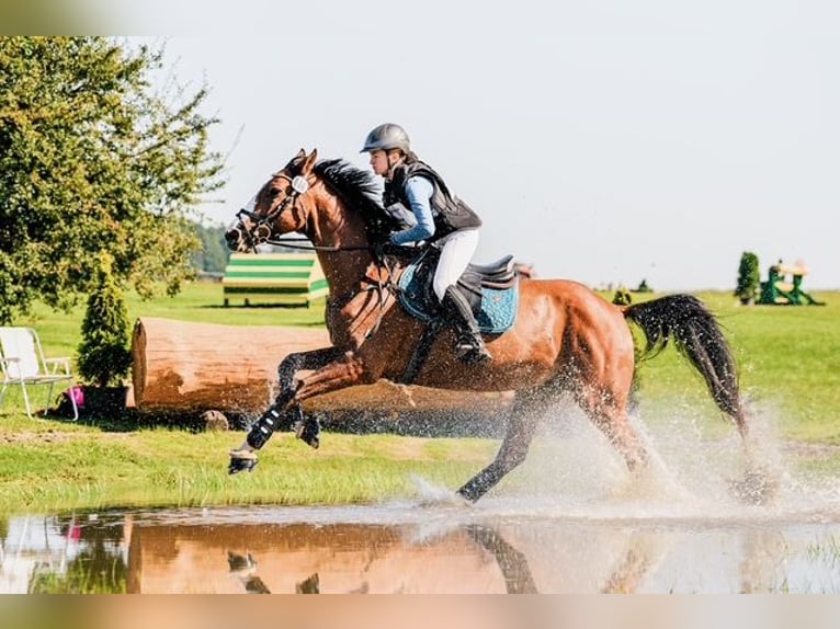 Trakehner Ruin 9 Jaar 167 cm Bruin in Józefin