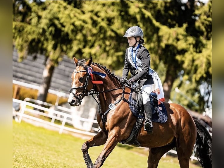 Trakehner Ruin 9 Jaar 167 cm Bruin in Józefin