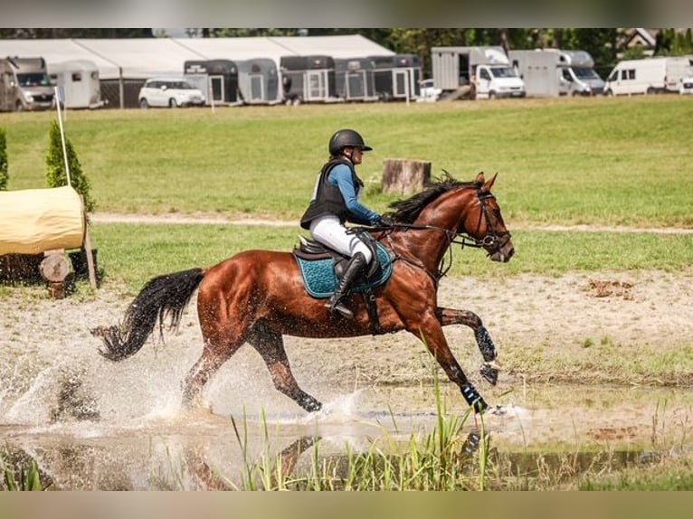 Trakehner Ruin 9 Jaar 167 cm Bruin in Józefin