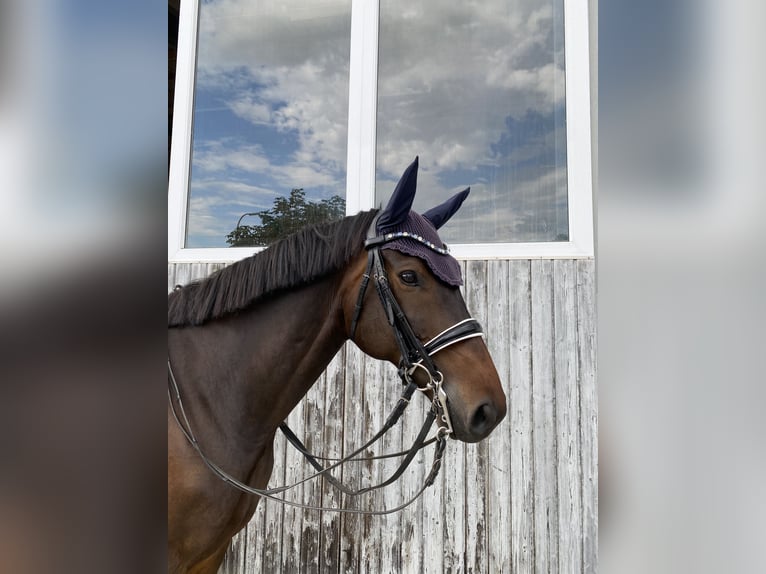 Trakehner Ruin 9 Jaar 167 cm Donkerbruin in Altshausen