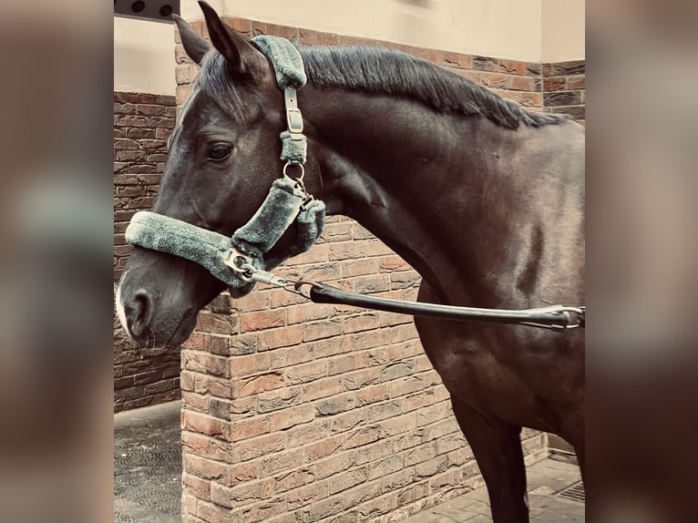 Trakehner Ruin 9 Jaar 167 cm Donkerbruin in Berlin