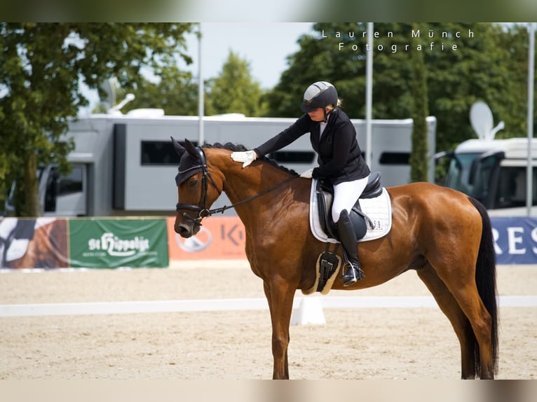 Trakehner Ruin 9 Jaar 167 cm Lichtbruin in Wurmberg