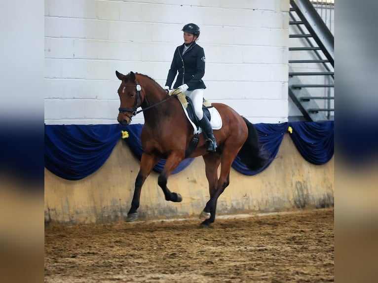 Trakehner Ruin 9 Jaar 168 cm Bruin in Solms