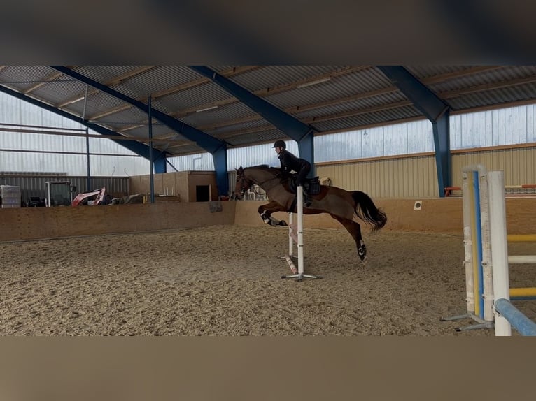 Trakehner Ruin 9 Jaar 168 cm Bruin in Solms