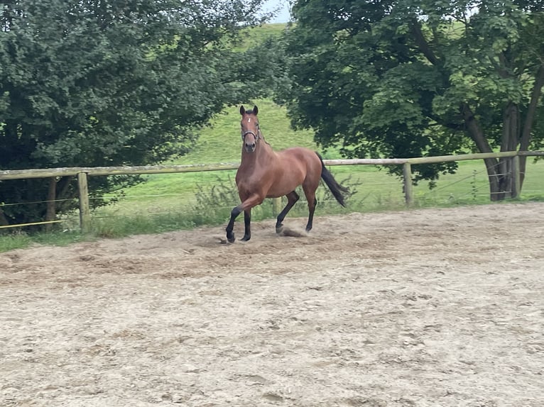 Trakehner Ruin 9 Jaar 168 cm Bruin in Solms