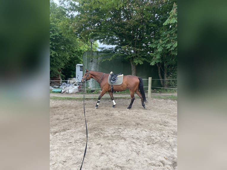 Trakehner Ruin 9 Jaar 168 cm Bruin in Solms