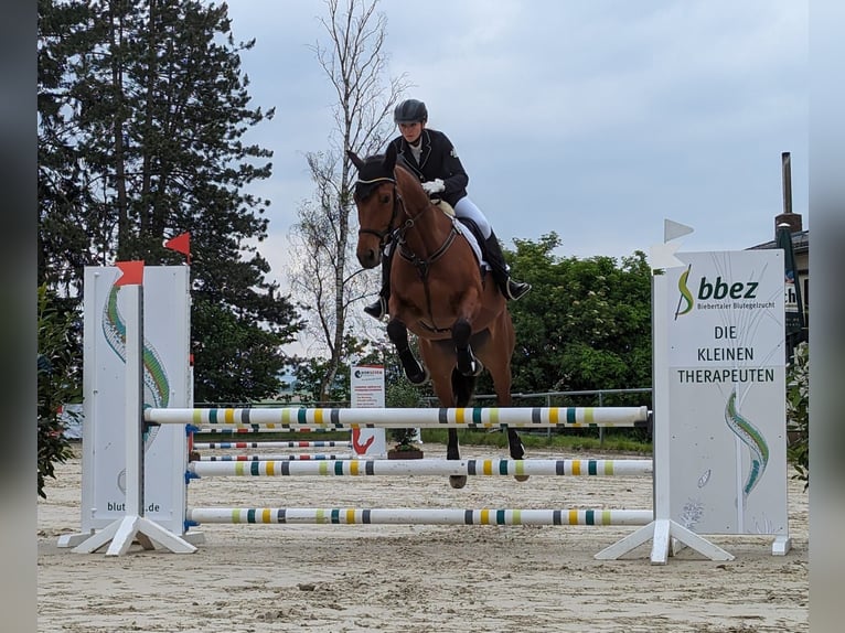 Trakehner Ruin 9 Jaar 168 cm Bruin in Solms