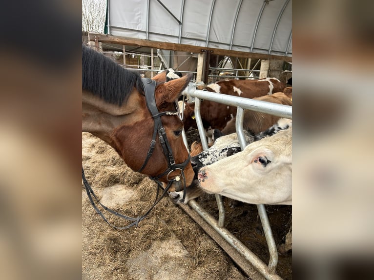 Trakehner Ruin 9 Jaar 168 cm Bruin in Solms