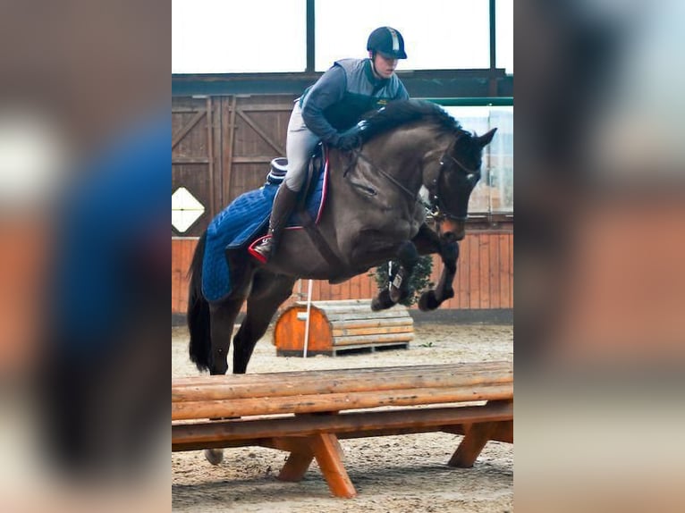 Trakehner Ruin 9 Jaar 168 cm Donkerbruin in Rantzau