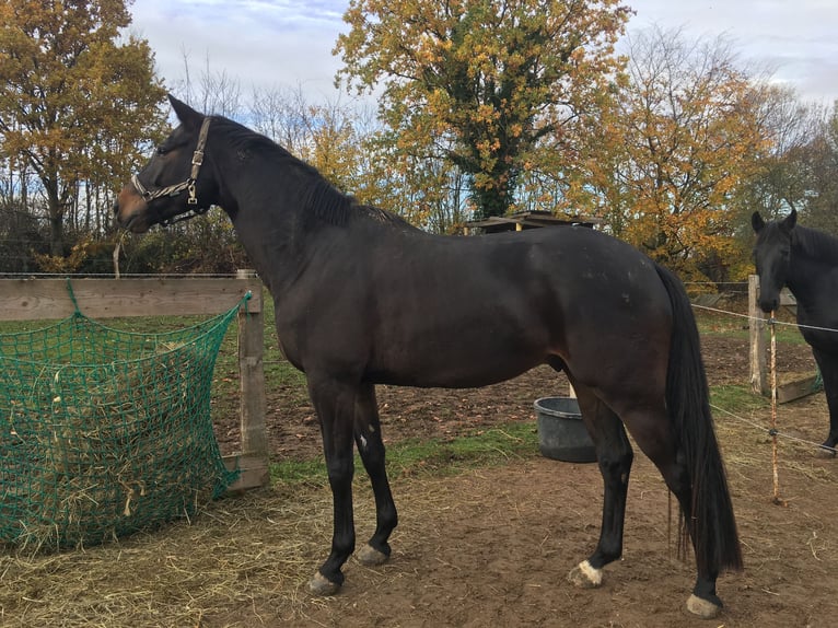 Trakehner Ruin 9 Jaar 168 cm Donkerbruin in Rantzau