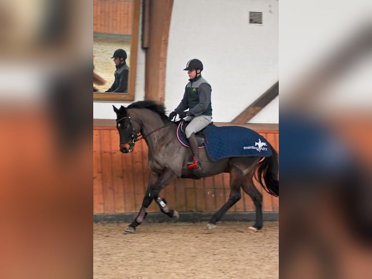 Trakehner Ruin 9 Jaar 168 cm Donkerbruin in Rantzau
