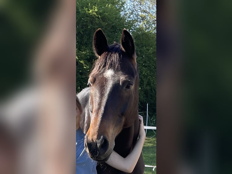 Trakehner Ruin 9 Jaar 168 cm Donkerbruin in Rantzau